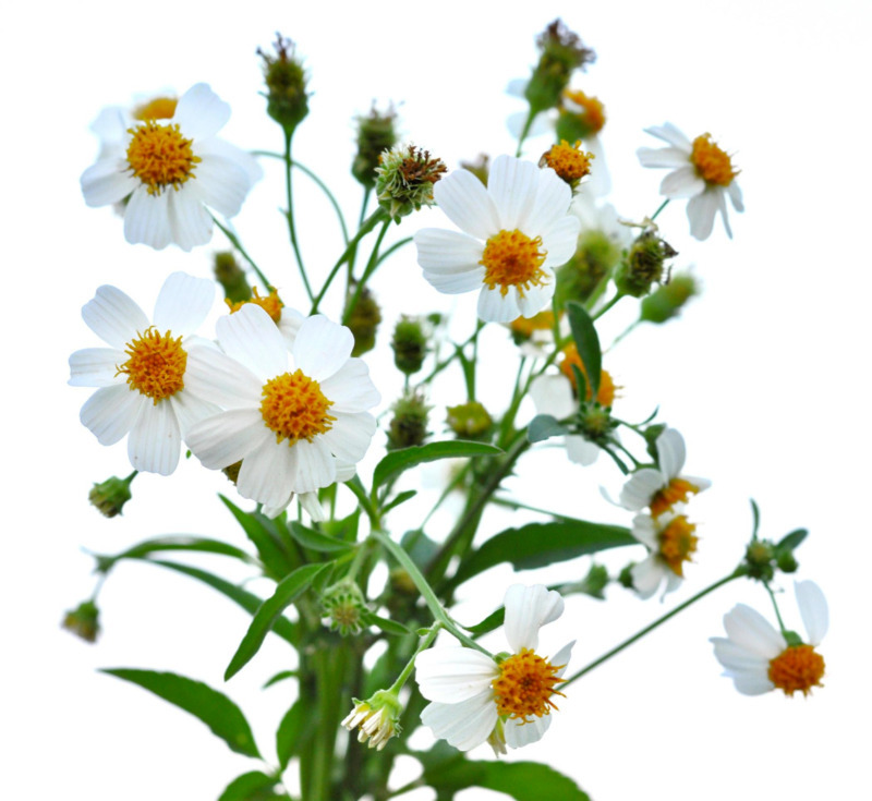 Garden Store 4&quot;&quot; Plant Bidens Pilosa Alba Spanish Needles Perennial Flow... - $32.08