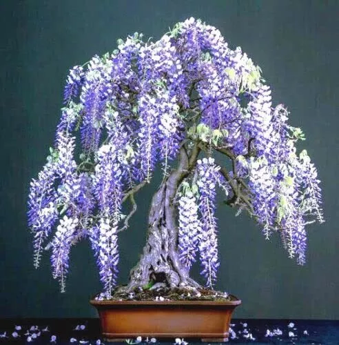 Purple Wisteria Bonsai Tree Seeds 10 Pack Highly Prized Flowering Bonsai... - $14.66