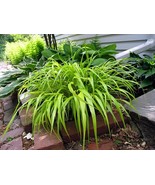 All Gold Japanese Forest Grass Hakonechloa Shade Lover 2.5&quot; Pot Plant - $44.61 CAD