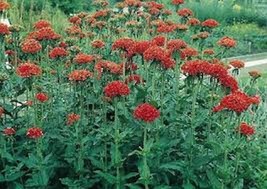 SEPTH Lychnis- Chalcedonica- 100 Seeds-     - BOGO 50% off SALE - $6.06