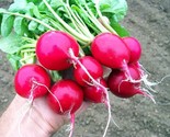 100 Cherry Belle Radish Seeds Heirloom Organic Non Gmo   Fresh Fast Ship... - £7.20 GBP