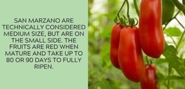 Best 50 Seeds SAN MARZANO Tomato Juicy Vegetable Planting Garden Tomatoes - £3.82 GBP