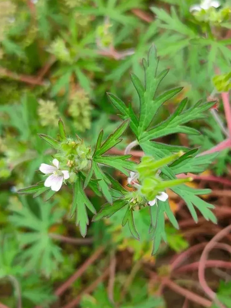 fresh Geranium wilfordii Maxim