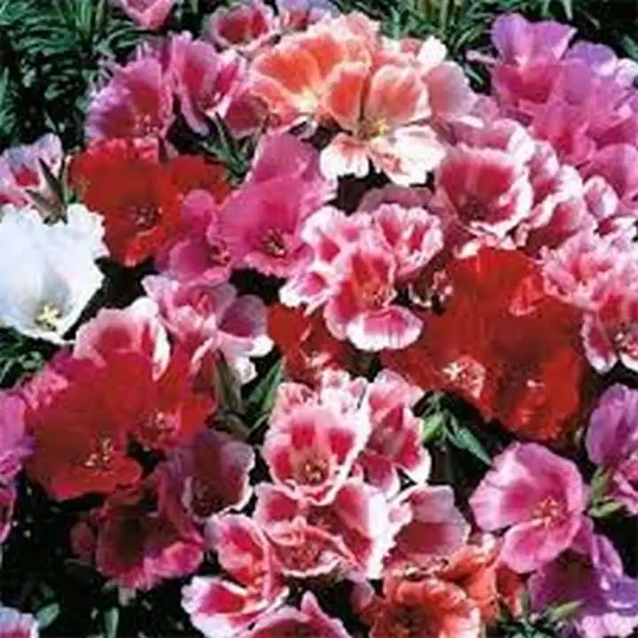 100 Seeds Godetia Tall Mix Grandiflora Flower - £7.68 GBP