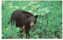 Ontario Postcard Cochrane Black Bear Polar Bear Excursion - £2.37 GBP
