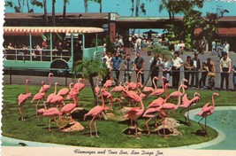 San Diego Zoo Unposted Vintage Postcard Flamingos And Tour Bus - £7.89 GBP