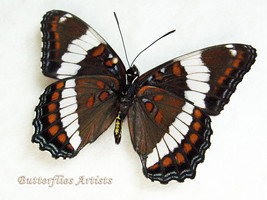 Red Spotted White Admiral Limenitis Arthemis Real Butterfly Entomology Display - £47.55 GBP