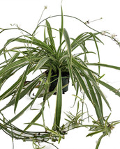 4&quot; pot - Reverse Variegated Spider Plant - Easy to Grow/Cleans the Air  - £32.17 GBP