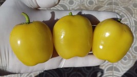 Rocoto Manzano Yellow, 10 hot pepper seeds,very hot peruvian pepper, Roc... - $2.50
