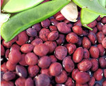 Dixie Speckled Butterpea Lima Bean Seeds Baby Limas Red Butter Beans Seed  - £4.65 GBP