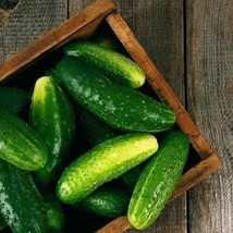 HS 25 Seeds Ashley Cucumbers Heirloom 6/8&quot; Long Burpless Cucks Vegetable Picklin - $5.49