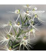 HABENARIA MYRIOTRICHA / MEDUSAE TERRESTRIAL ORCHID POTTED - $43.00