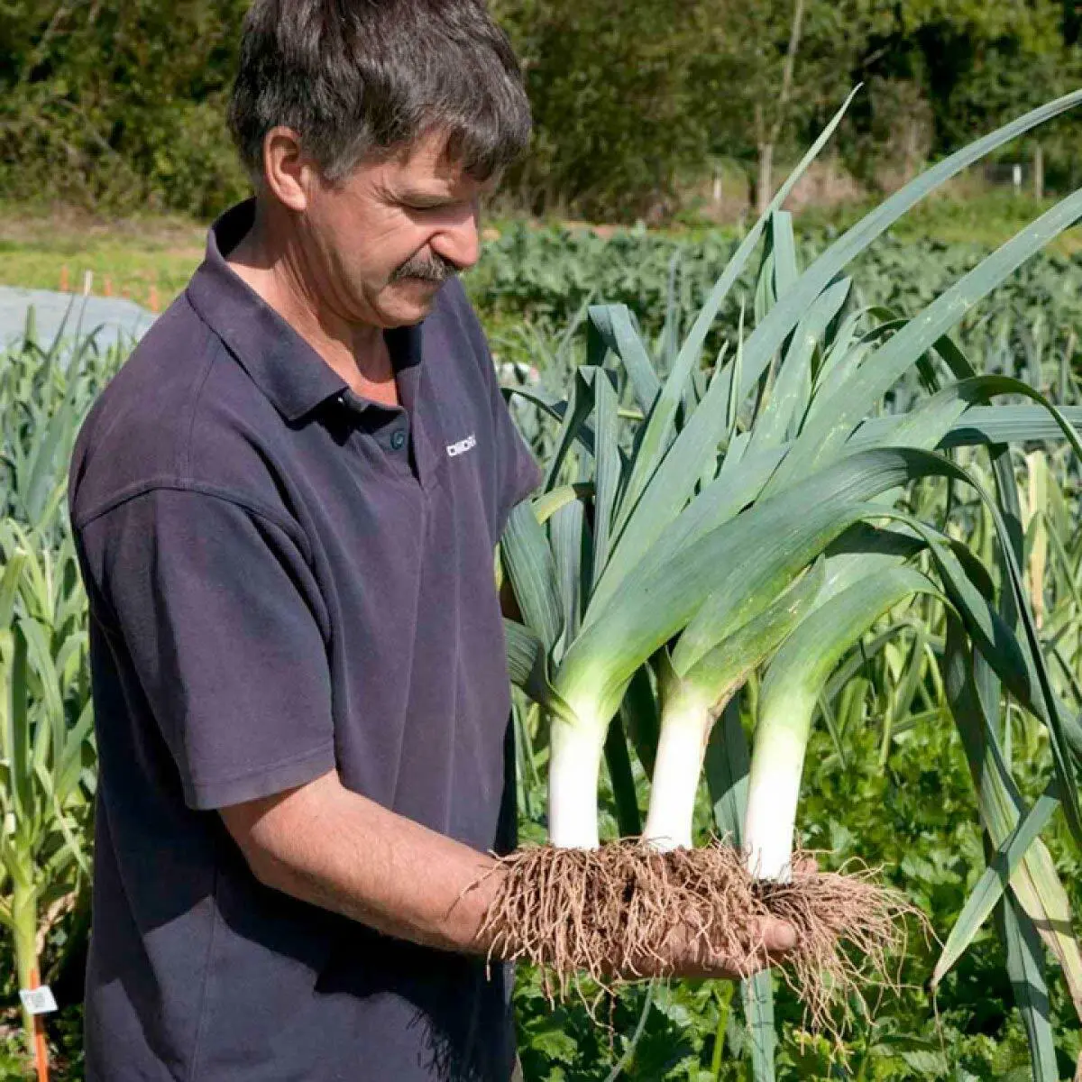 Fresh New 200 Giant Leek Seeds Allium Seed Organic - £7.11 GBP