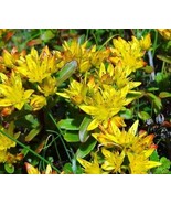 50+ Sedum Czar'S Oro Flor Perenne Semillas/Rabbit Resistente/Cubierta De Suelo - $13.82