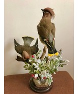 Stuffed Bombycilla garrulus. Taxidermy Composition two bird waxwing - £323.13 GBP