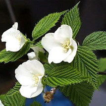 20 Black Jetbead Seeds Rhodotypos Scandens Fresh New Seeds - $8.83 CAD