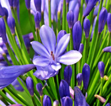 50 Storm Cloud Agapanthus Seeds *ping* Agapanthus Orientalis Flower From US - £10.22 GBP