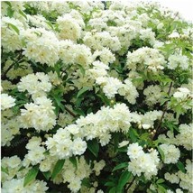 US Seller Jessamine Evergreen Plant Seeds White Flowers New Fresh Seeds - £8.79 GBP