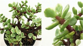 Creme &amp; Green Mini Jade Plant - Portulacaria afra - 2.5&quot; Pot - C2 - £32.89 GBP