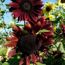 New Fresh Seeds 10 Chocolate Cherry Sunflower Seeds Beautiful Stunning Fast Ship - $13.90