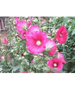 51+ Pink Hollyhock Heirloom Wildflower Garden Cut Flowers Drought Heat C... - $22.94 CAD