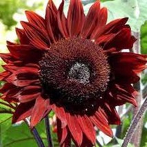 PWO Sunflower, Red Sun, 100 Seeds Beautiful Bright Red Blooms - £3.97 GBP