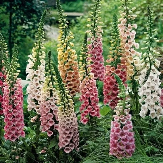 BStore 9000 Seeds Digitalis Excelsior Mix Foxglove Non-Gmo - £7.38 GBP