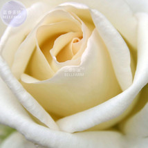  50 seeds light fragrant big blooms diameter 12cm cut flowers  - $6.09