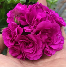 10 pcs Rare Purple Rose Geranium Seeds Double Pelargonium Flowers FRESH SEEDS - £3.58 GBP