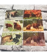 Vintage Bear Postcards Lot Of 6 Black Bears Grizzlys Cubs Photographic W... - £9.27 GBP