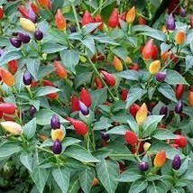 20 PCS Seeds Colorful Ornamental Pepper Mini Bubble Rainbow Garden - $10.74