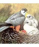 Hobby With Chicks Art Print Color Plate Birds Of Prey Vintage Nature 197... - $49.03 CAD