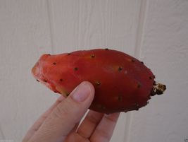 50 Seeds, Red Fruit Prickly Pear, Cactus, Opuntia ficus indica, Nopal Tuna Roja. - £31.38 GBP