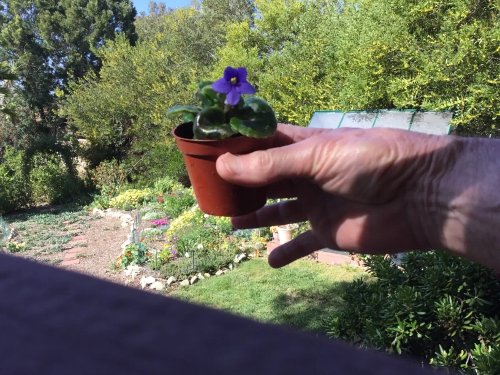 Miniature African Violet Leaf Cuttings 8 Leaves Fresh Garden - £20.52 GBP