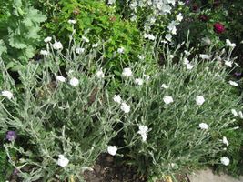 FREE SHIPPING 50 PreStratified seeds White Rose Campion {Lychnis coronar... - $12.99