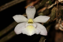 LEPTOTES PAULOENSIS SMALL ORCHID MOUNTED - $43.00