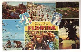 Greetings From Florida PC Beach Palm Trees Flamingos Dolphin - £4.63 GBP