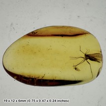 Baltic amber with fossil gnat insect inclusions - £13.65 GBP