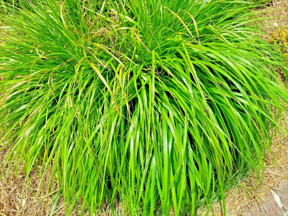 Lemongrass 200 Seeds Mosquito Repellent Heirloom Lemon Grass Non-Gmo Herb - $4.39