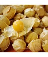Pineapple Tomatillo, 50 Seeds, BUY 2 GET 1 FREE, Goldenberry, NON-GMO, F... - $36.18 MXN