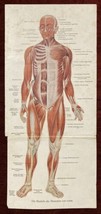 Human Body Study Pop-up Anatomy Guide Musculature 1910c - $40.64