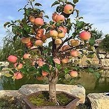 10 Bonsai Apple Tree Seeds Garden Yard Outdoor Living Fruit Plant Seeds - $93.85 MXN