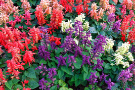 THJAR 100 Mixed Colors Salvia Splendens Red Purple White Pink Sage Flower Seeds - £3.98 GBP