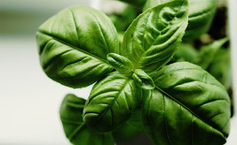 100 Sweet Basil Seeds-1010 - £3.17 GBP