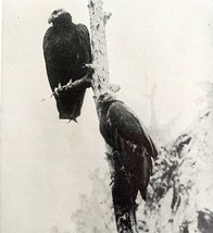 California Vultures Pair Roosting In Tree 1936 Bird Print Nature DWU13 - $19.99