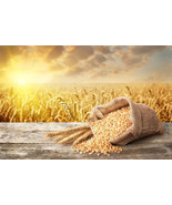 SRN Bulghar Wheat Seeds 300 Organic High Fiber Garden - $11.75