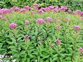 200+ Joe Pye Weed Flower Seeds - £16.08 GBP