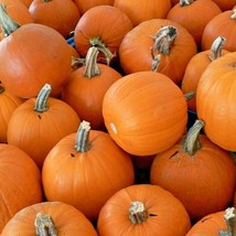 30 Sugar Pumpkin Seeds Vegetable Canning Pies Baked Cooking Fresh Garden... - $10.00