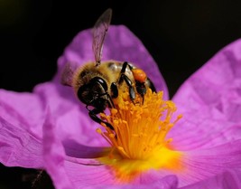 Cistus creticus seeds ROCK ROSE Albidus Crispus Incanus Ladanifer Salvif... - $5.27+