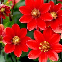 3 Tubers - Dahlia Top Red - flowers for months - $40.54